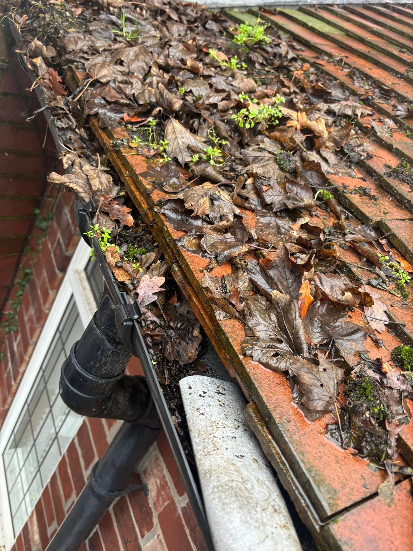 Gutter full of leaves and weeds before cleaning