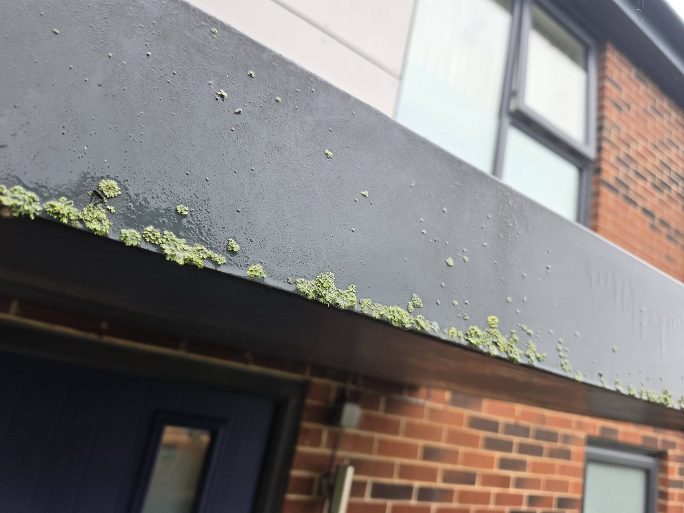 Moss and lichen growing along a grey fascia board before treatment